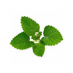 Veritable Lingot Seed Pod | Organic Lemon Balm - Additional view